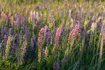 Fototapeta premium Blue Lupin flowers in the field