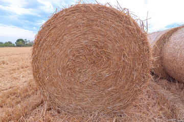 Moisson d'été. Champ de blé après la récolte du blé et mis en ballots de paille.