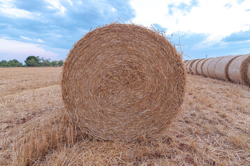 Moisson d'été. Champ de blé après la récolte du blé et mis en ballots.
