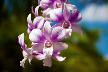 Many purple orchids bloom in the sun.
