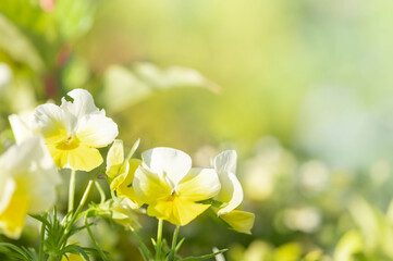 Obraz premium 黄色いパンジーの花