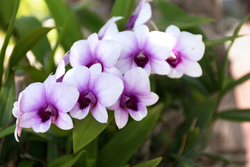 Horizontal image of a purple orchid arranged in the center of the image