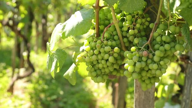 natural grapes in the vineyard maturing