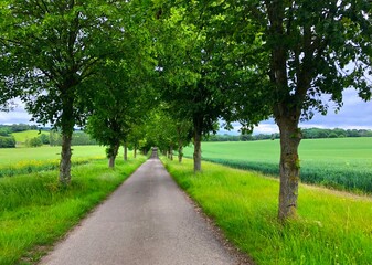 Fototapeta na wymiar Straight road in between trees with beautiful green scenery 