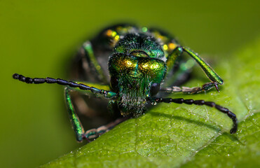 Macro eines grünen Käfers auf einem Blatt.