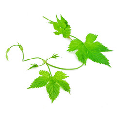 Natural fresh hop plant vine isolated on a white background.