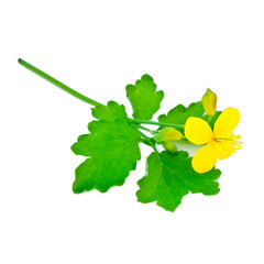 Celandine (chelidonium) flower and buds with green leaves isolated on a white background.