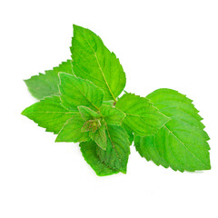 Fresh mint leaves isolated on a white background.