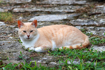 Naklejka na ściany i meble light red cat lies on the grass close up