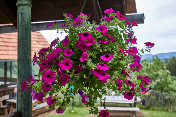 Fototapeta na wymiar hanging blooming fresh flowers spring