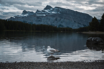 Seagull standing on lakeside in Two Jack Lake at Banff national park
