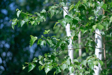 Fototapeta premium Green birch leaves against the background of white birch trunks and the sky with a bokeh effect.