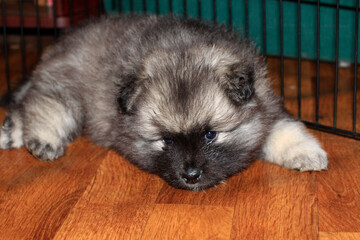Keeshond puppy at the age of one month lies on the floor.