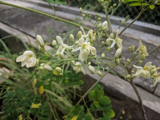 Obraz na płótnie Canvas Close up on white moringa (Moringa oleifera) flowers 