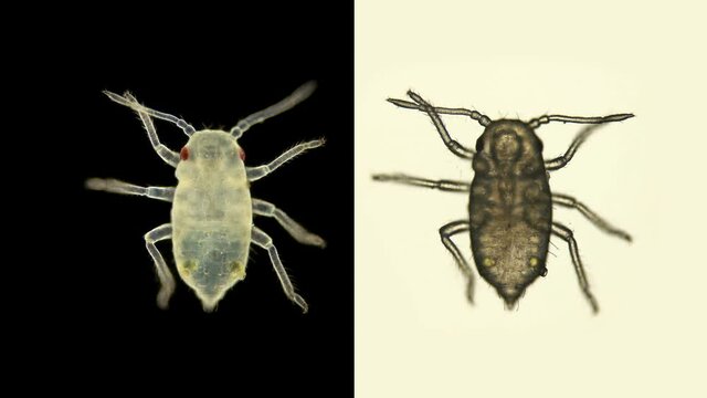 Young aphid under a microscope, an insect living on leaves of trees and shrubs, feeds on plant sap, many are dangerous pests of cultivated plants