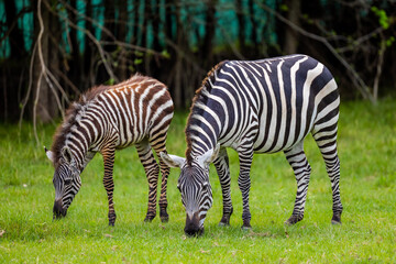 Fototapeta na wymiar zebra baby in the grass