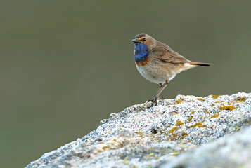 Bluethroat male with the first light of dawn