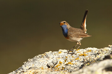 Bluethroat adult male with the first lights of the morning