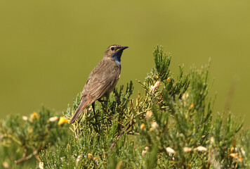 Bluethroat adult male with the first lights of the morning