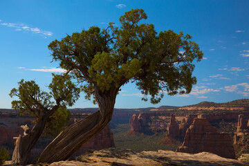 Obraz premium A juniper tree hangs on the edge of an overlook with a view of impressive rock formations at Colorado National Monument