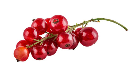 Red currant  isolated on white background with clipping path