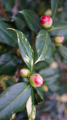 Vertical blooming camellia flowers in an old English park