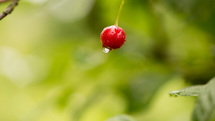 Wet cherry on a branch