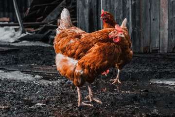 Chicken in the mud