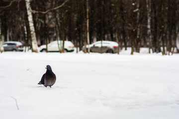 Pigeon on snow in city