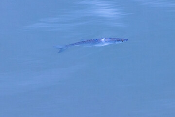 a small fish swims in the blue water. out of focus