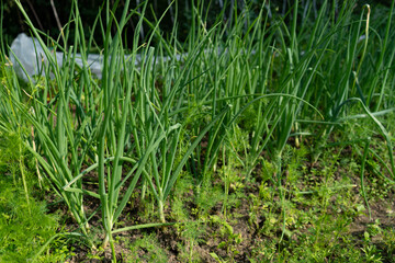 Green onion leaves on a summer bed.