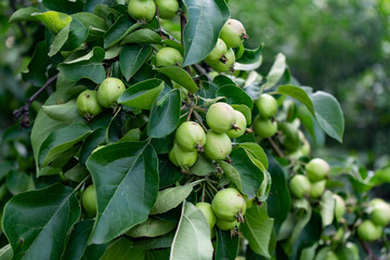 Young green apples on a tree branch.