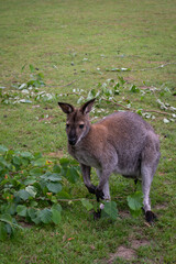 One red-necked wallaby (Macropus rufogriseus)