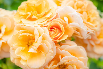 黄色いバラの花　クローズアップ