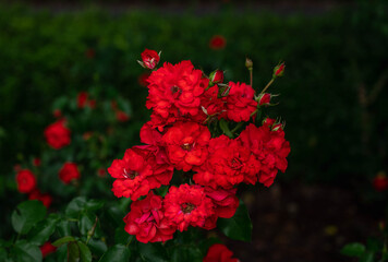 Fototapeta premium 赤いバラの花