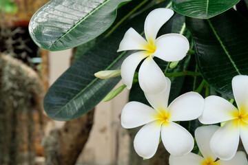 Fototapeta premium Plumeria flowers or frangipani flowers Spa flowers with green leaves background .