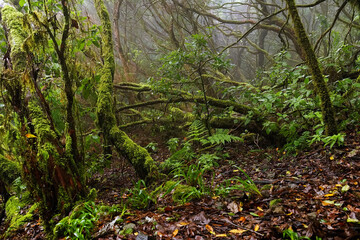 Laurel forest in Anaga Mountains, Canary Islands, Spain, Europe