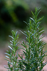 Fototapeta na wymiar An easy to grow perennial herb that enhances many foods including breads, vegetables and meats. Rosemary (Rosemarinus Officinalis)