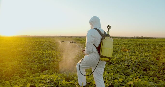 Spray ecological pesticide. Farmer fumigate in protective suit and mask Spraying Fertilizers on soybean plant field. Man spraying toxic pesticides, pesticide, insecticides