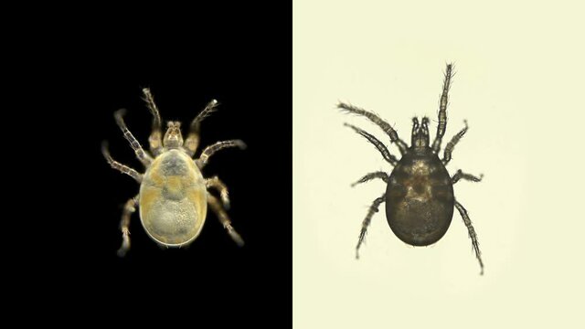 Acari(mite) under a microscope, order of the Mesostigmata, Arachnida class, has more than 8000 species, visible work of internal organs
