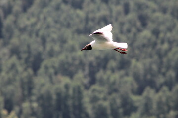 Vuelo de una gaviota P.2