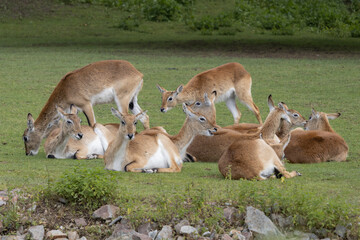  Kafue Flats lechwe they lie and stand on the grass and bask in the sun or eat grass. (Kobus leche)