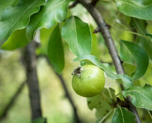 Pyrus elaeagrifolia or the oleaster-leafed pear fruit hanging on a tree branch. Single isolated fresh green fruit