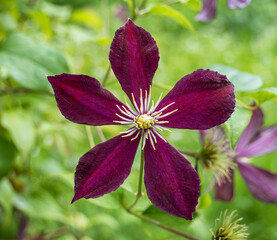 Close up with a single clematis volcano purple flower blooming.