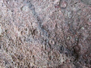 Sandstone with fossils