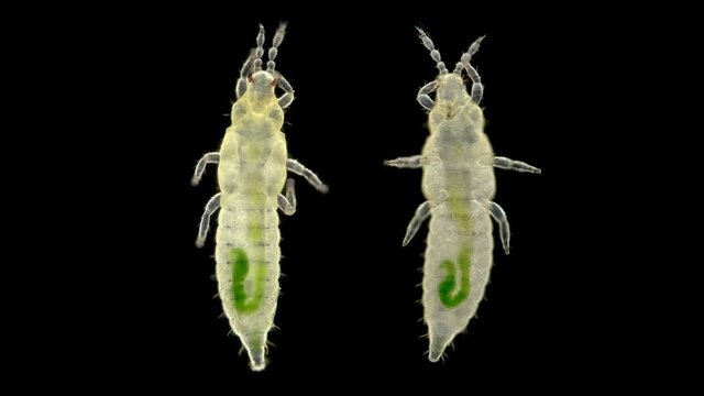 Insect larva Thysanoptera under a microscope, in agronomy, most types of thrips are considered pests of agricultural crops, there are also carnivorous species,visible bowel function