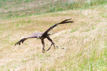Aquila reale in volo