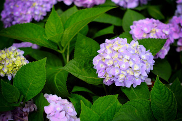 Hydrangea flowers at Liming Trail Garden of Taishan District, New Taipei, Taiwan.