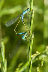 Libelle - Paarung