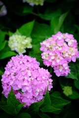 Hydrangea flowers at Liming Trail Garden of Taishan District, New Taipei, Taiwan.